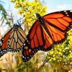 monarch-butterfly-pictures4