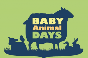 baby animals