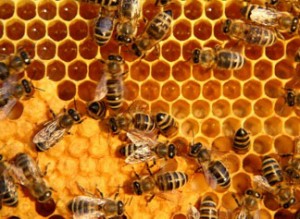 beehive-honeycomb-beeswax-propolis