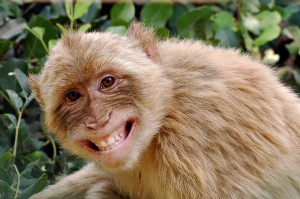 happy-monkey